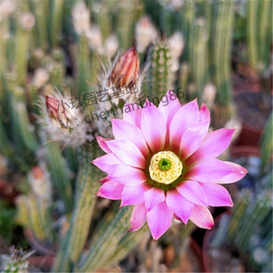 冰心玉骨 银钮仙人球仙人掌鹿角柱办公室内开花美观绿植