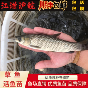 草鱼苗草皖草混子小鲩鱼公分苗四大家鱼冷淡水活体好养殖食用包邮