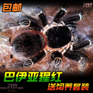 巴伊亚猩红捕鸟蛛