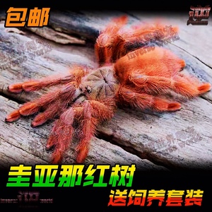 圭亚那红树食鸟蛛3-5厘米公母宠物蜘蛛之家经典红色树栖活体宠物