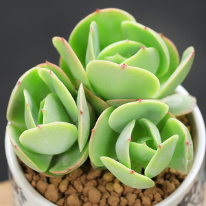 壹分皿碧桃多肉植物肉肉植物组盆办公室桌面小盆栽阳台庭院植物