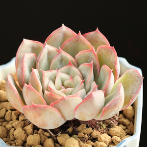 壹分皿武仙座多肉植物盆栽组合肉肉植物办公室桌面绿植萌萌盆栽