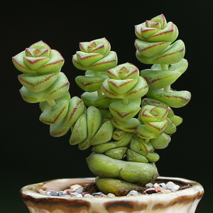 多肉植物钱串多头