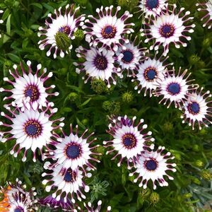 小鹿花园 南非万寿菊/蓝目菊/蓝眼菊阳台庭院花卉易养护盆栽