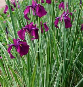 花叶玉蝉花 多年生草本水陆两生 湿地园林造景植物