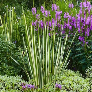 花叶玉蝉盆栽 花叶菖蒲庭院花镜户外草本宿根植物 多年生耐热耐寒