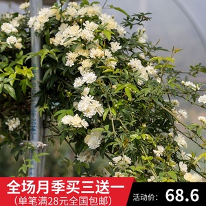 白木香苗带花