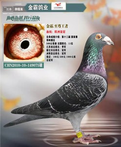 00陈俊熙1230淘宝种鸽子信鸽子活体幼鸽特比成绩赛鸽蛋公棚鸽杨阿腾