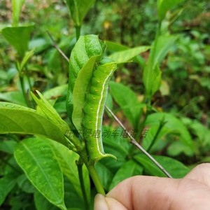 鳞翅目天蛾科不一般的 豆天蛾 豆虫 豆丹 豆蝉 运输包活