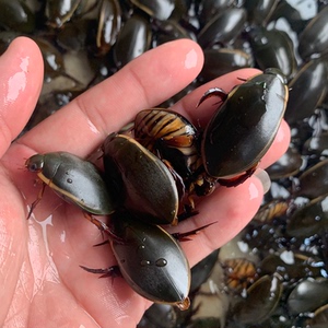 水蟑螂活体观赏宠物金边龙虱黄边水甲虫水龟子射鸟龟包活送到家