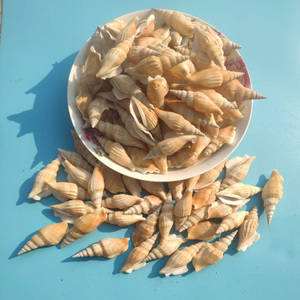 天然海螺贝壳斧头螺水族鱼缸造景打孔贝壳风铃diy海螺相框画材料