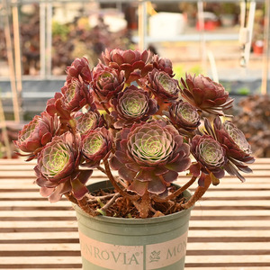 正版万圣节法师 红心法师沙拉碗 莲花掌属 多肉植物一图一物一拍