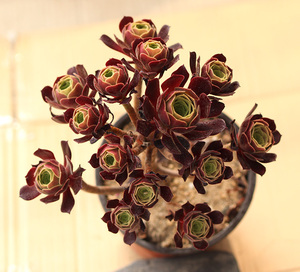 欧版紫羊绒妖造型梅花栢柏珀迪老桩法师欧紫玫瑰多肉植物一物一拍