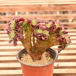 【大河之舞缀化】大河之舞缀化品牌,价格 - 阿里巴巴