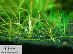 迷你南美尖叶针叶皇冠水草热带淡水植物鱼缸造景前中景好养