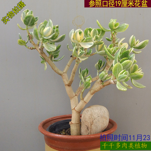 三色花月老桩花月锦多肉植物玉树锦一物一拍 精品 千千多肉类植物