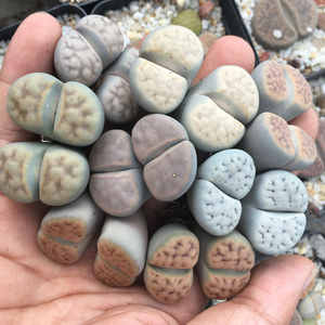 4年双头生石花大母本 大双头花纹玉屁股花 3cm以上发货