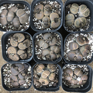 生石花日轮玉一物一拍