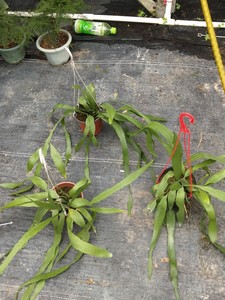 进口小叶昙花苗 勤花多花品种 昙花 小叶昙花 细叶昙花