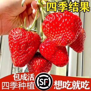 买二送一草莓种籽子四季开花结果盆栽苗花卉室内外易活奶油花种子