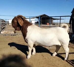 【山羊种羊】山羊种羊品牌,价格 - 阿里巴巴