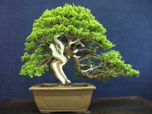 日本盆景雅虎代拍一物一拍原土原盆 系鱼川真柏 id b1060427110