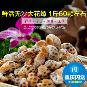 大花螺500g重庆水产新鲜活海猪螺东风螺海螺海鲜贝类3斤包邮