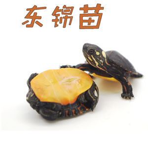 八戒姐姐二号店活物东锦龟苗东部锦龟水龟活体观赏龟宠物龟浅水龟