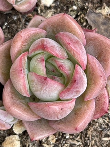 900人付款淘宝【紫霞仙子】多肉植物室内绿植花卉盆栽阳台四季好养活