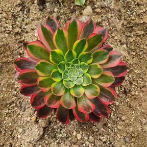 朝霞法师锦多肉老桩植物种苗大颗好养室内阳台庭院绿植花卉盆栽