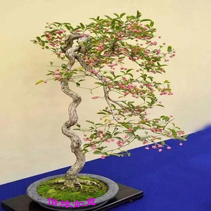 桃叶卫矛盆景 卫矛盆景真弓 鬼箭羽盆景 已挂果熟地栽小老桩