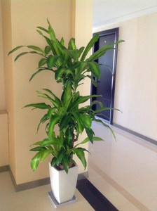 巴西木大型客厅植物吸甲醛办公室内盆栽花卉绿植物防辐射净化空气