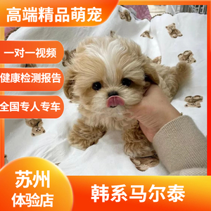 心宠屋纯种韩国马尔泰小体奶油色香槟色马尔泰茶杯犬马尔济斯幼犬