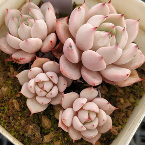 松果红爪多肉植物一物一拍控养萌物新手阳台组合盆栽阿猫家的土屋