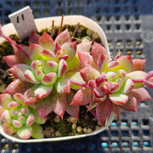 红蔓莲群生易爆盆正版多肉植物一物一拍阳台组合盆栽阿猫家的土屋