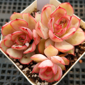 达摩女神澳洲月光女神多肉植物血斑一物一拍大棚直销阿猫家的土屋