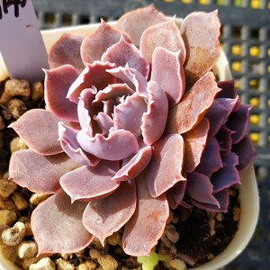 00锦绣花田间淘宝祗园之舞多头多肉植物晚霞之舞群生老桩易爆盆好养