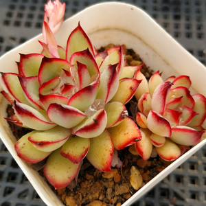 墨西哥灵隐红边灵隐墨西哥花月夜多肉植物大棚直销一物一拍阿猫家