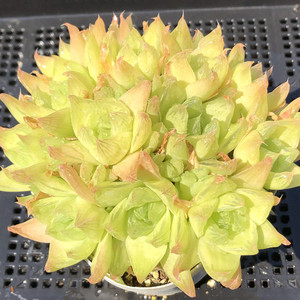 十二卷群生黄金凝脂菊多肉植物一物一拍阳台组合盆栽阿猫家的土屋