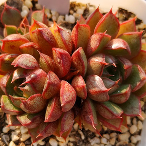 皇冠猫眼石多肉植物小和锦大棚直销阳台组合一物一拍阿猫家的土屋