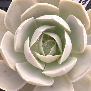 圣卡洛斯多肉植物精品稀有薄叶一物一拍阳台组合盆栽阿猫家的土屋