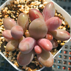 红手指多肉植物女人手指单控养一物一拍阳台组合盆栽阿猫家的土屋