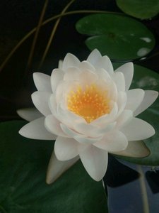 00湖南美丽莲花园淘宝洛神女  白色单瓣碗莲种藕  小型荷花种苗