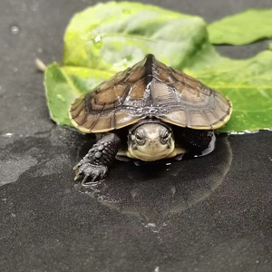 石头龟 南石 安徽外塘纯 石钱 招财龟 正宗纯种 皖南镇宅龟石龟