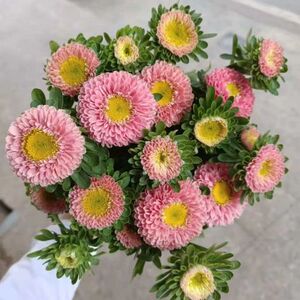 云南昆明直发基地鲜切花各色翠菊纽扣菊可做干花好养两扎包邮