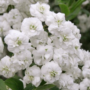 苏城花园重瓣喷雪花雪柳盆栽花苗春季开花机器花园庭院耐寒花卉
