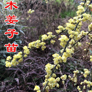 姜子树苗香料树苗可调料木姜油盆栽用木姜木子苗正宗tb702742312440