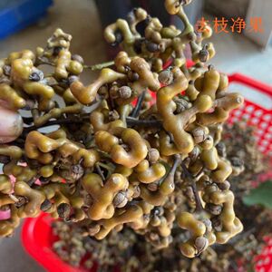 新鲜拐枣野生枳椇子万寿果鸡爪梨金钩梨泡酒弯捞水果万子梨