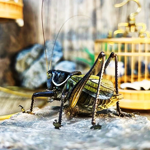 蝈蝈活体冬蝈蝈夏蝈蝈春蝈蝈铁皮蝈蝈绿蝈蝈山青蝈蝈叫蝈蝈新脱活