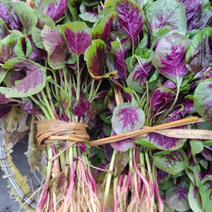 贵州农家自种新鲜红寒菜长寿菜红苋菜红汗菜柳叶苋菜蔬菜顺丰包邮